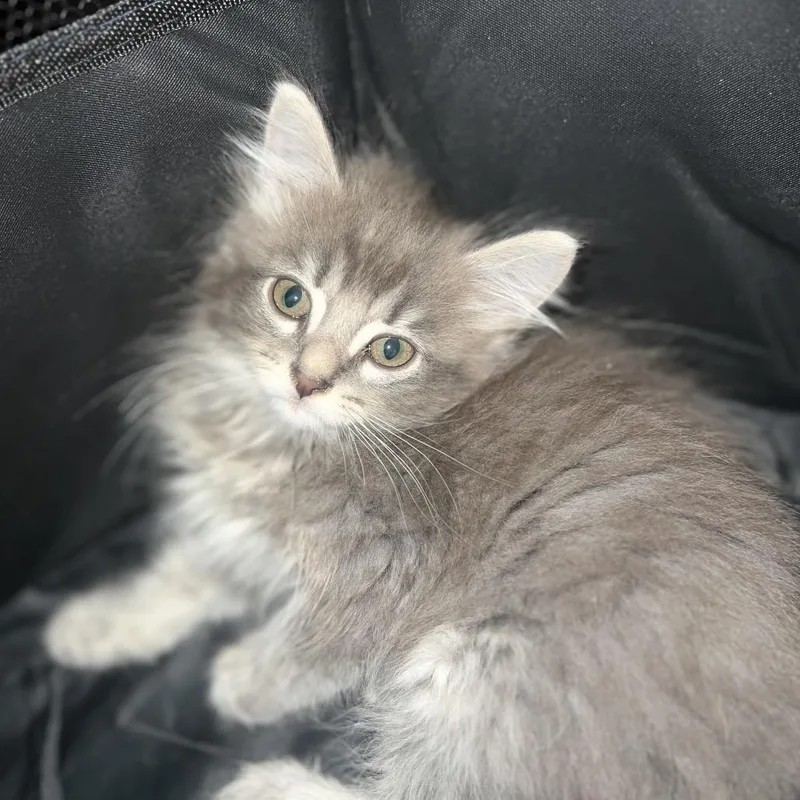 A baby small-sized female Gray / Blue / Silver Domestic Short Hair cat named Peony for adoption in Greensboro, NC