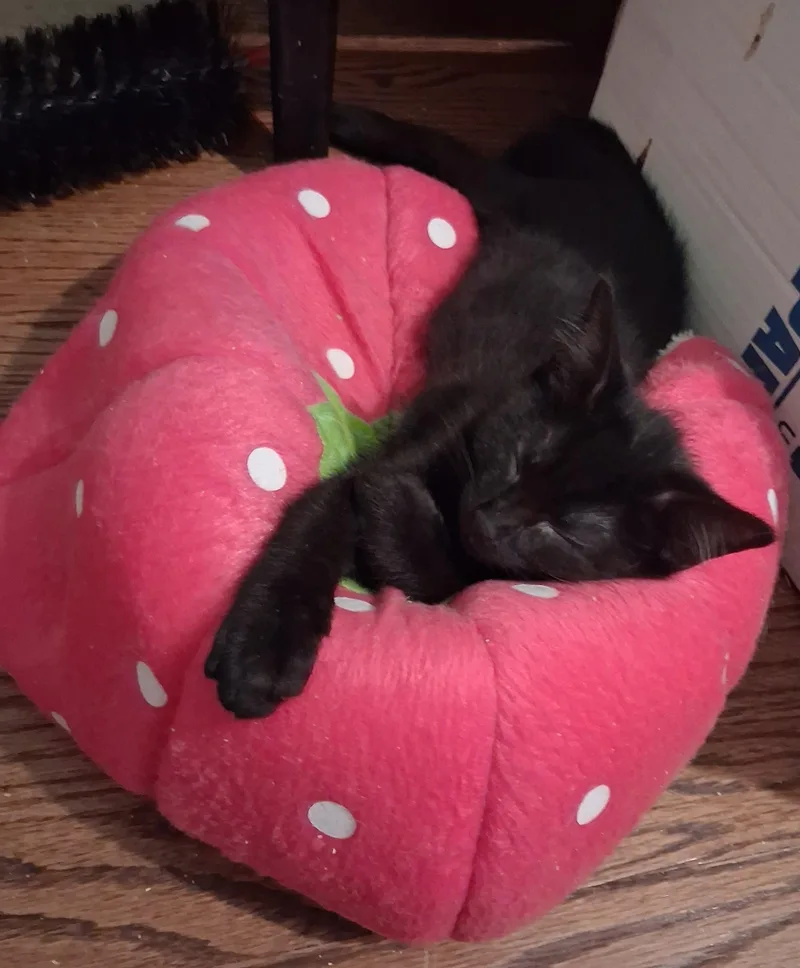Baby Panther