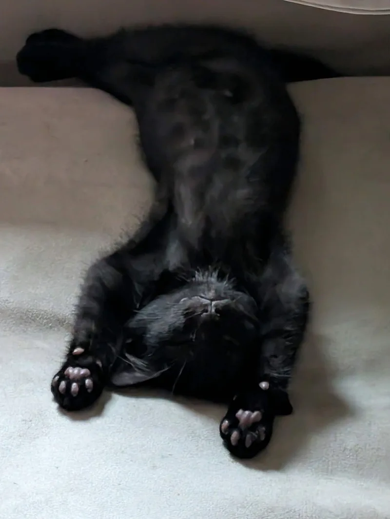 Baby Panther thumbnail 2