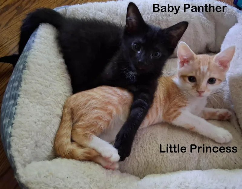 Baby Panther thumbnail 3