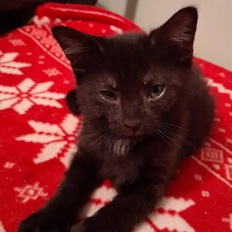 Baby Panther thumbnail 4