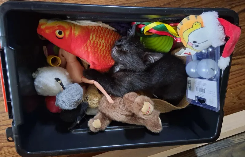 Baby Panther thumbnail 5