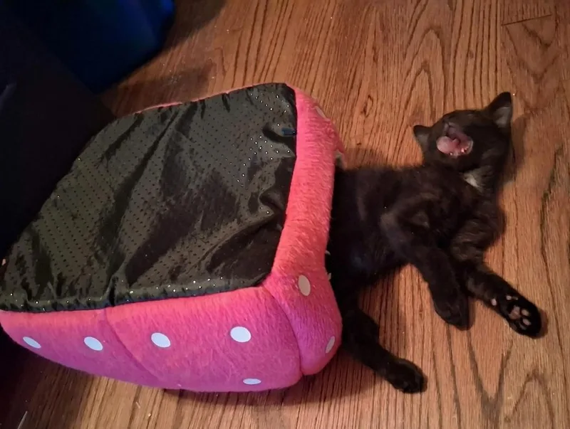 Baby Panther thumbnail 6