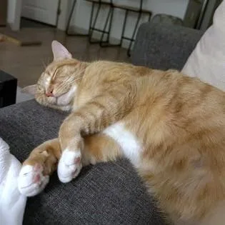 An adult medium-sized female Domestic Short Hair cat named Tory for adoption in Washington, DC