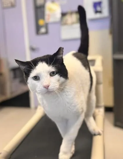 An adult large-sized male Domestic Short Hair cat named Bruiser for adoption in Bridgewater, NJ