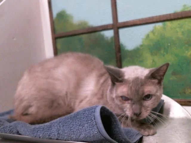 Henry