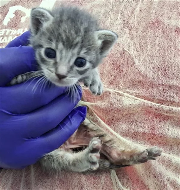 A baby medium-sized male Domestic Short Hair cat named Jasper for adoption in Dallas, TX