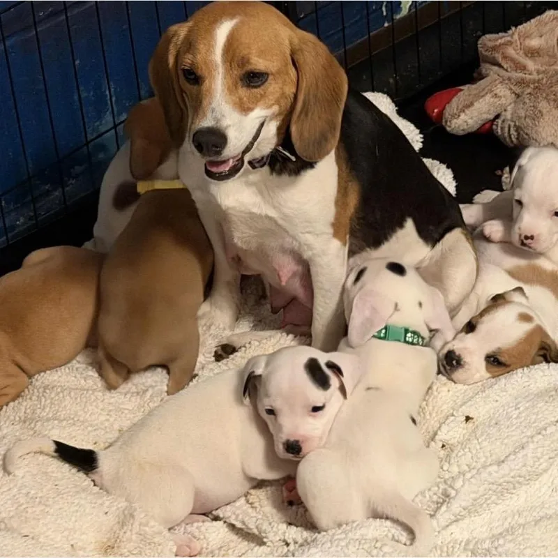 A baby small-sized female White / Cream Beagle dog named Jojo for adoption in Normal, IL