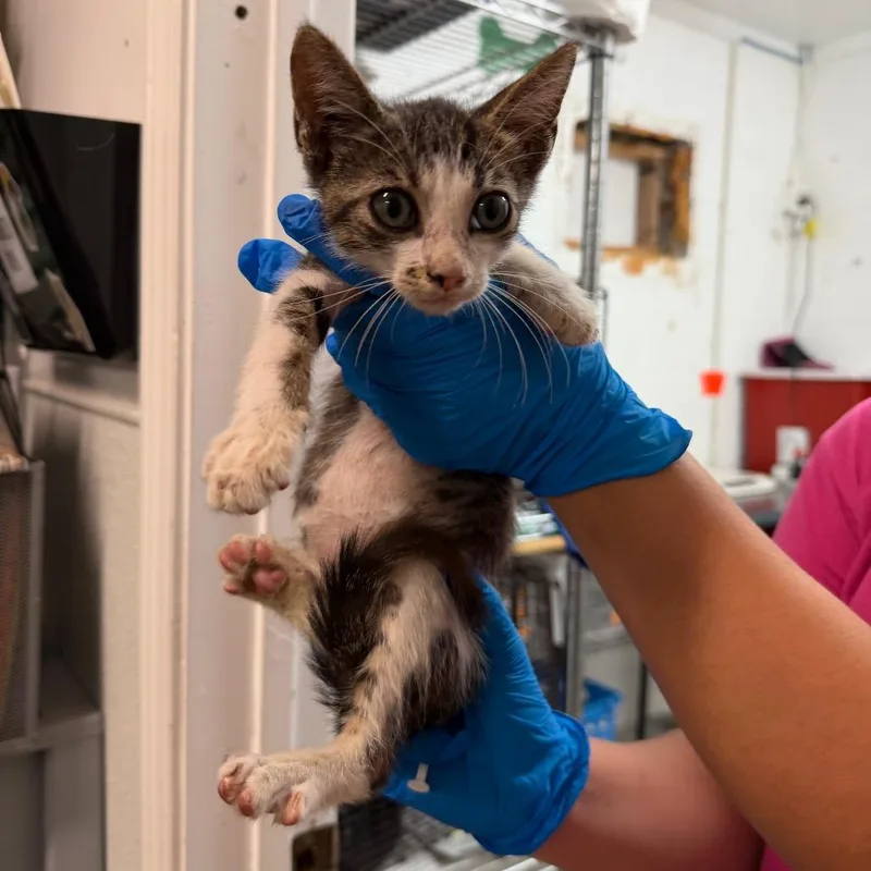 A baby small-sized male Gray / Blue / Silver Domestic Short Hair cat named Bingo for adoption in Edinburg, TX