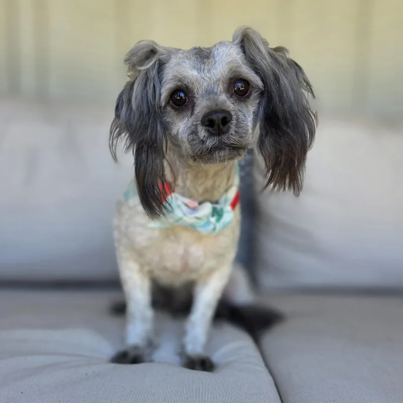 An adult small-sized male Gray / Blue / Silver Maltipoo dog named Maupé for adoption in Clovis, CA