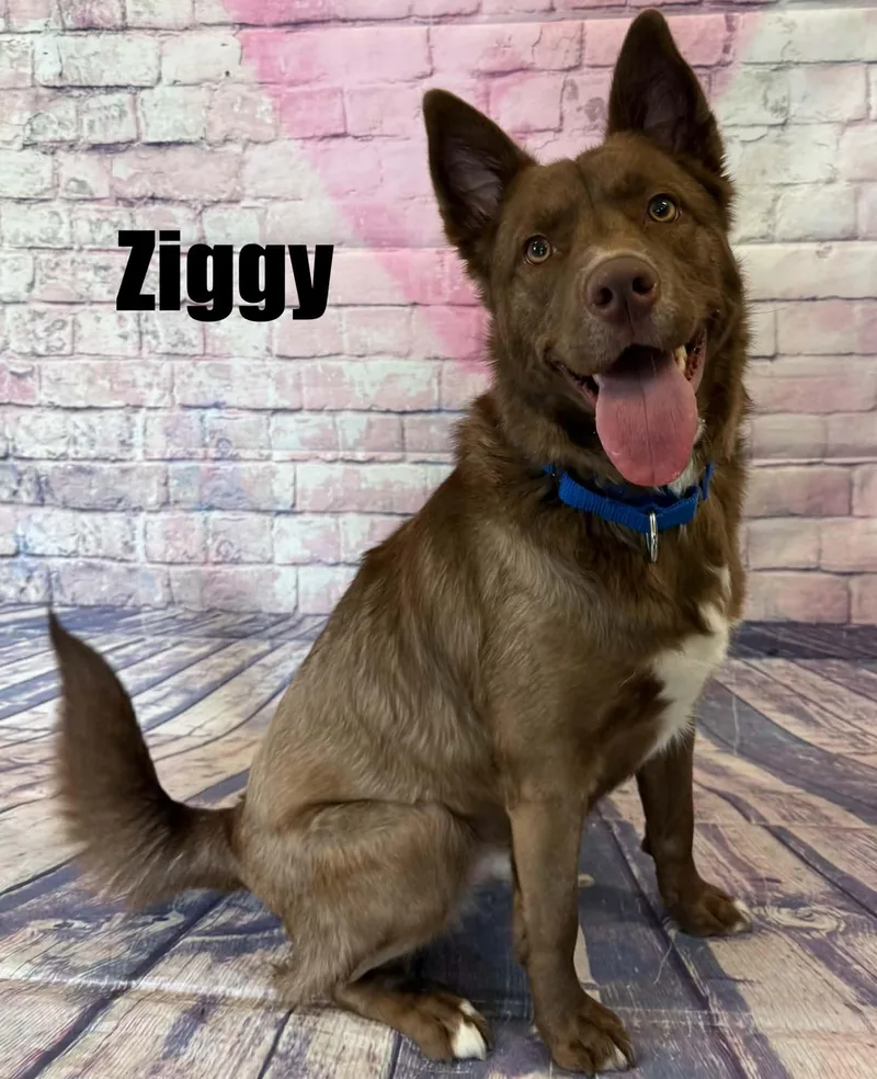 A young medium-sized male Brown / Chocolate Australian Shepherd dog named Ziggy for adoption in Quincy, MI