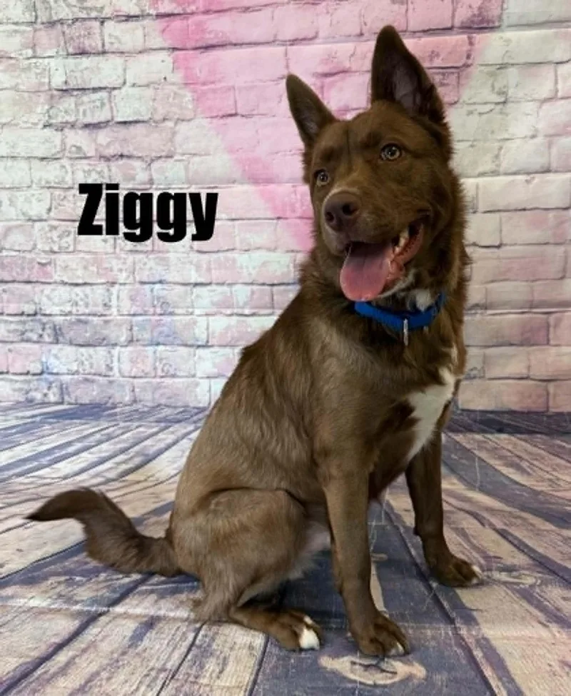 Ziggy thumbnail 2
