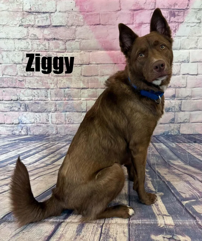 Ziggy thumbnail 3