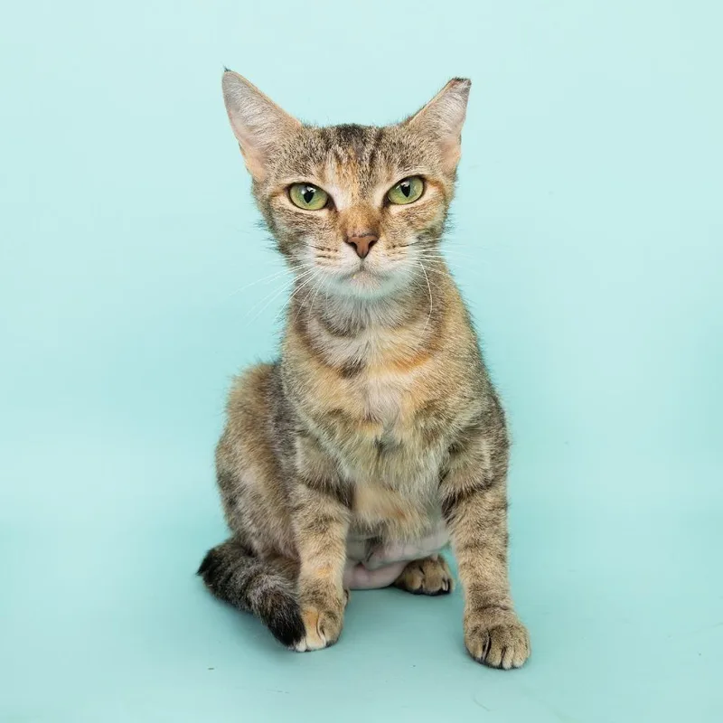 An adult medium-sized female Brown / Chocolate Domestic Short Hair cat named Firecracker for adoption in Franklin, TN