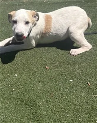 A baby small-sized male English Pointer dog named Scout for adoption in Texas City, TX