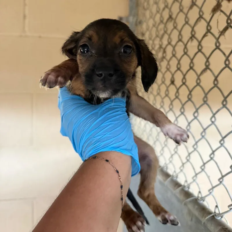 A baby medium-sized female Black Shepherd dog named Yum Yum for adoption in Edinburg, TX