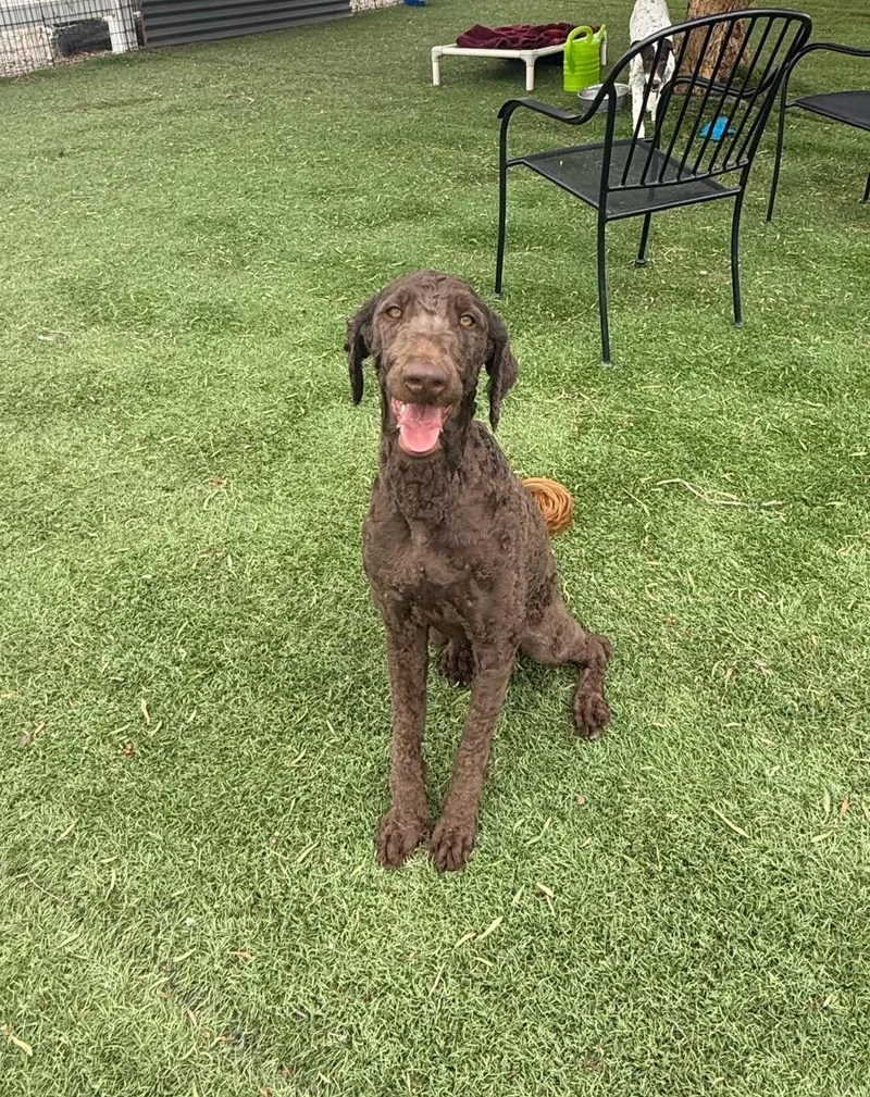 A young medium-sized female Brown / Chocolate Labradoodle dog named Hadley for adoption in Temecula, CA