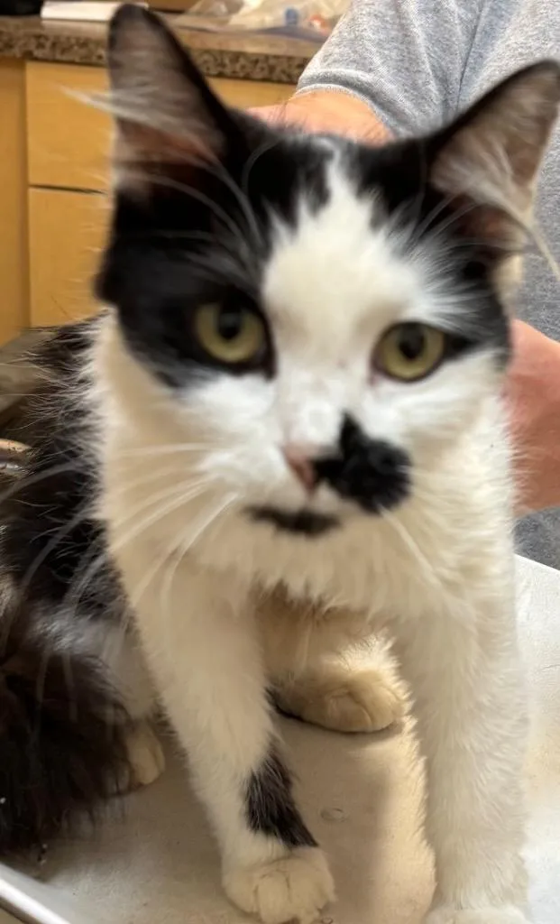 A young small-sized female Domestic Medium Hair cat named Gidget for adoption in Elizabethton, TN