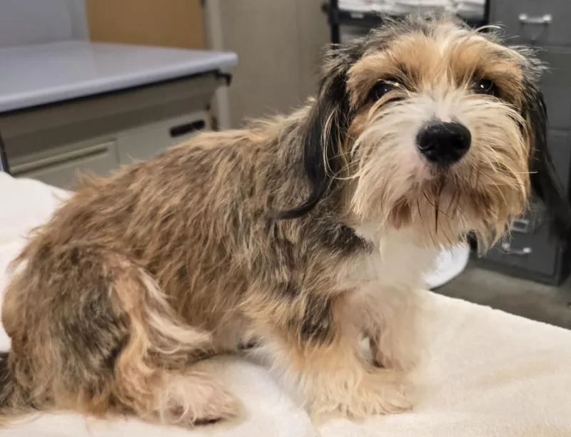 A young small-sized female Shih Tzu dog named Toffee for adoption in Murphysboro, IL