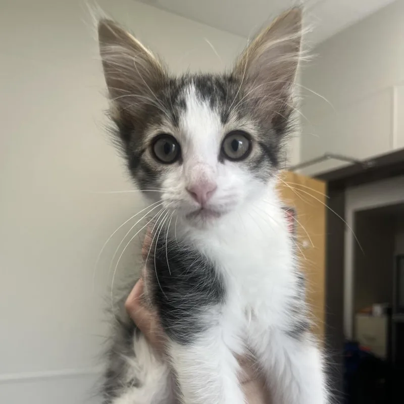 A baby small-sized male White Domestic Medium Hair cat named Raising Canes for adoption in Columbiana, AL