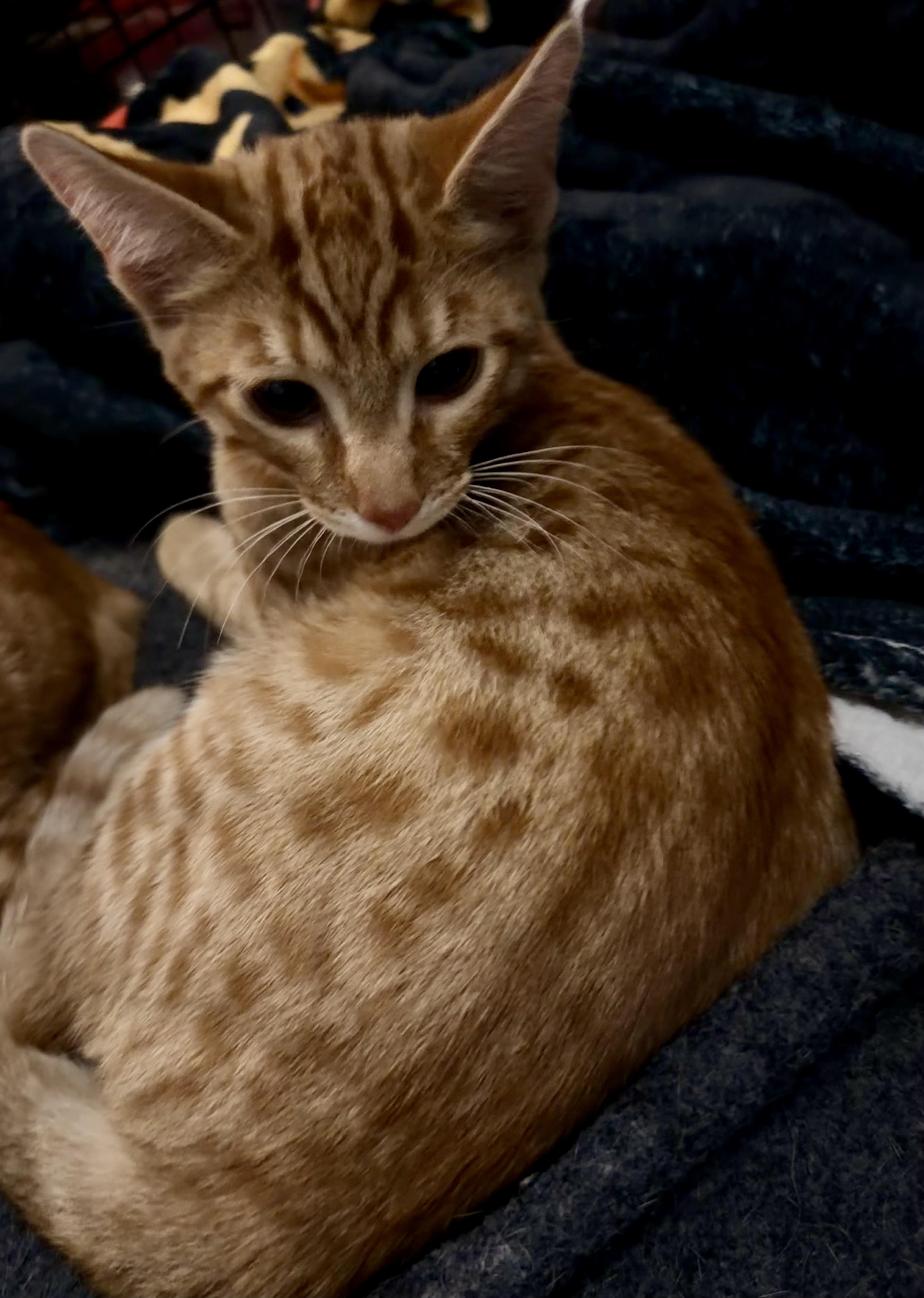 A baby medium-sized male Tabby (Leopard / Spotted) Domestic Short Hair cat named Toby for adoption in Norco, CA