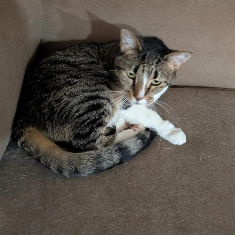An adult large-sized female Brown / Chocolate Domestic Short Hair cat named Domu for adoption in Wheeling, IL