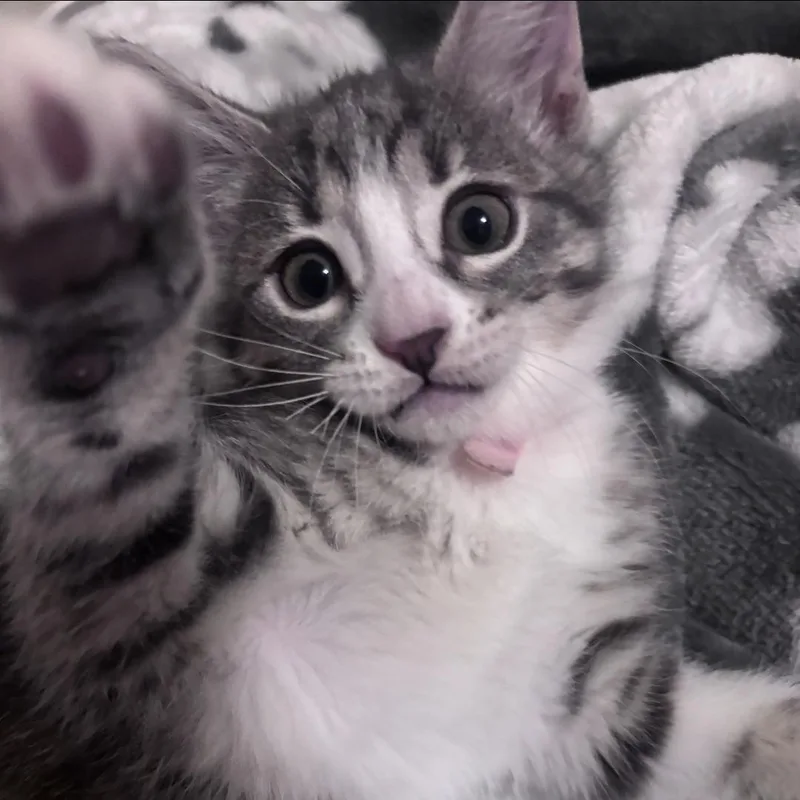 A baby medium-sized female Gray & White Tabby cat named Rue for adoption in Warr Acres, OK