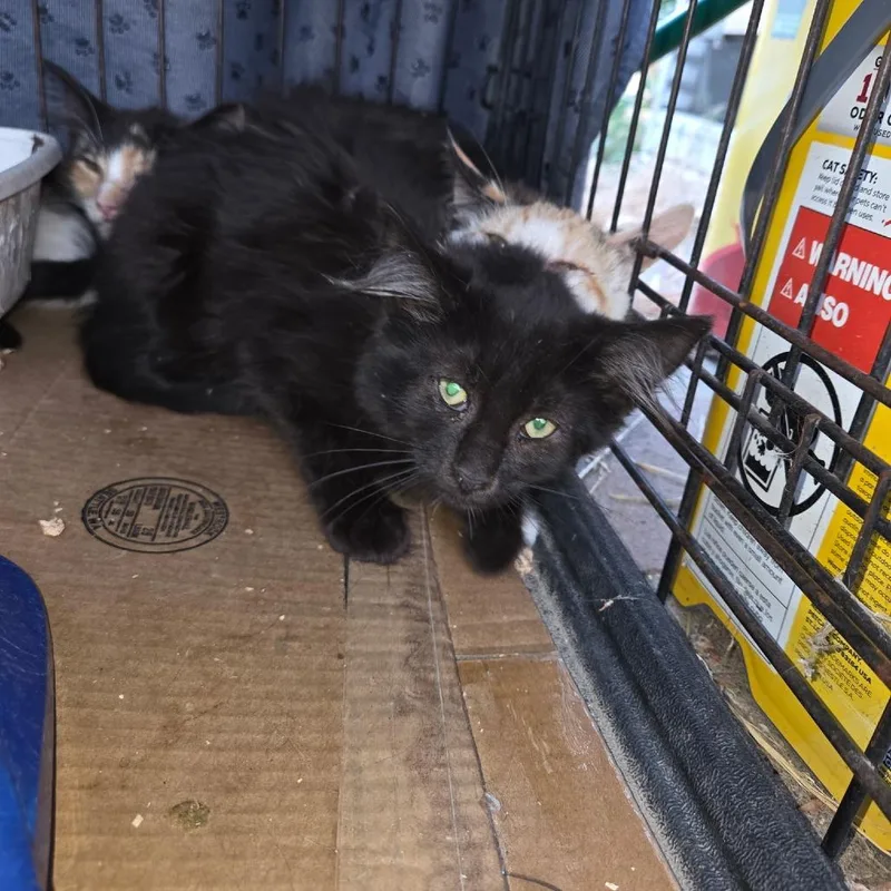 A baby small-sized female Black Domestic Short Hair cat named Midnight for adoption in Othello, WA