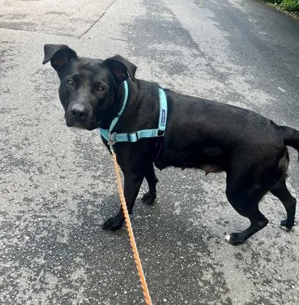 Lacey Annabelle thumbnail 2