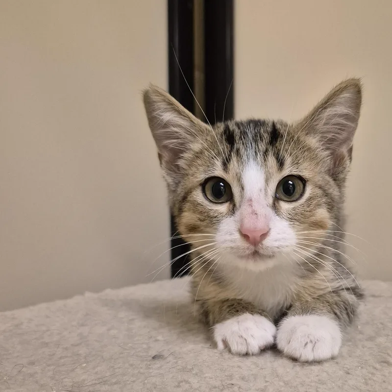 A young small-sized male Domestic Short Hair cat named Kip for adoption in Schertz, TX