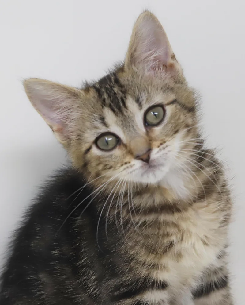 Nala is our princess thumbnail 3