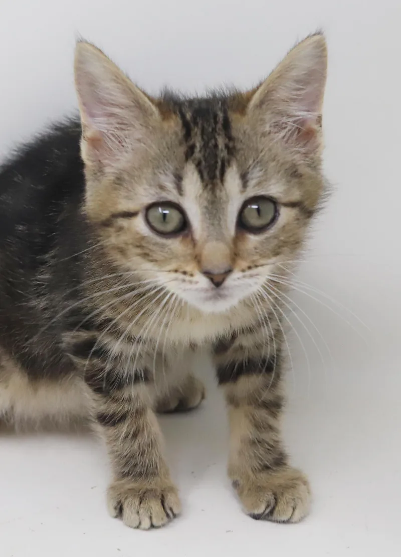 Nala is our princess thumbnail 4