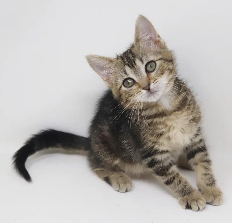 Nala is our princess thumbnail 5