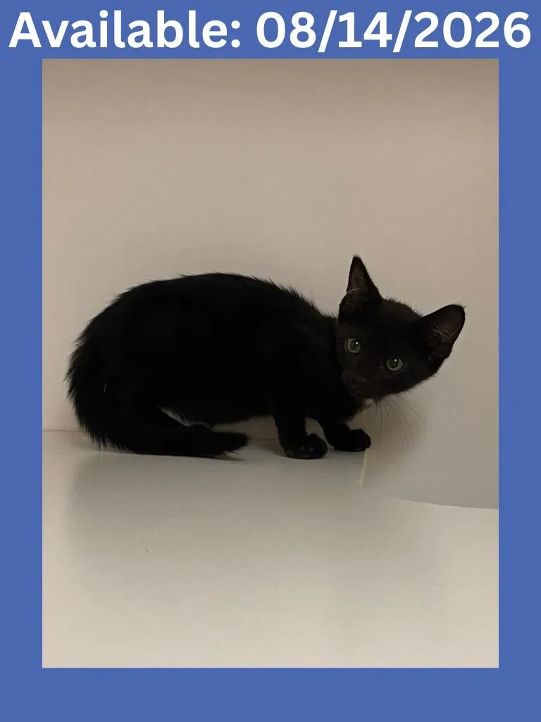 A baby medium-sized male Domestic Short Hair cat named Cat Condo for adoption in Greenville, TX