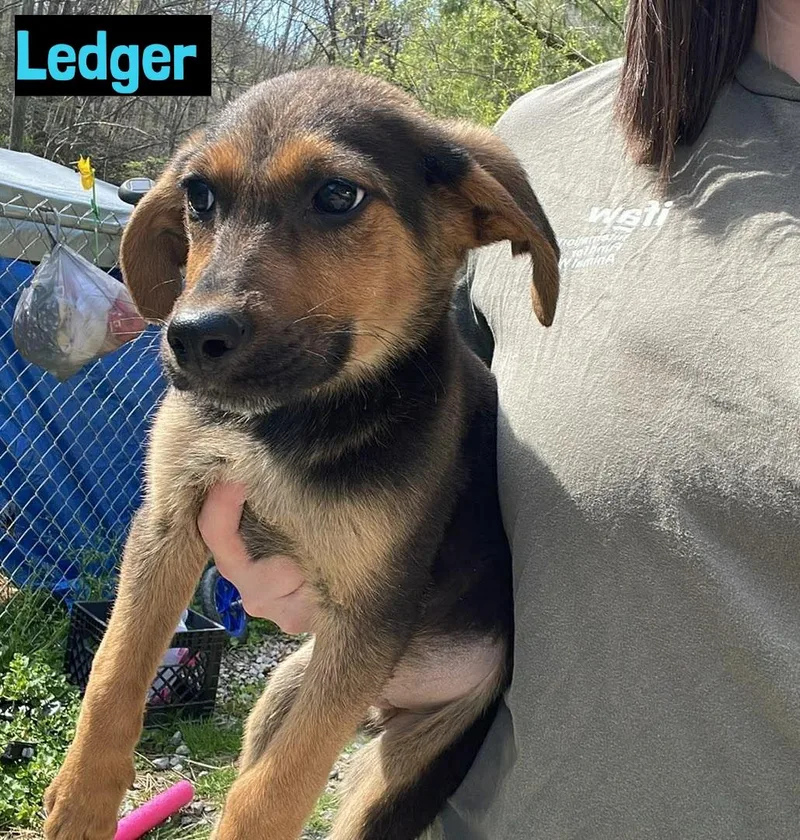 A baby medium-sized male German Shepherd Dog dog named Ledger for adoption in Grand Rapids, MI