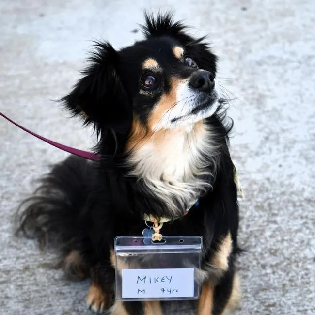 An adult small-sized male Dachshund dog named Mikey for adoption in San Diego, CA