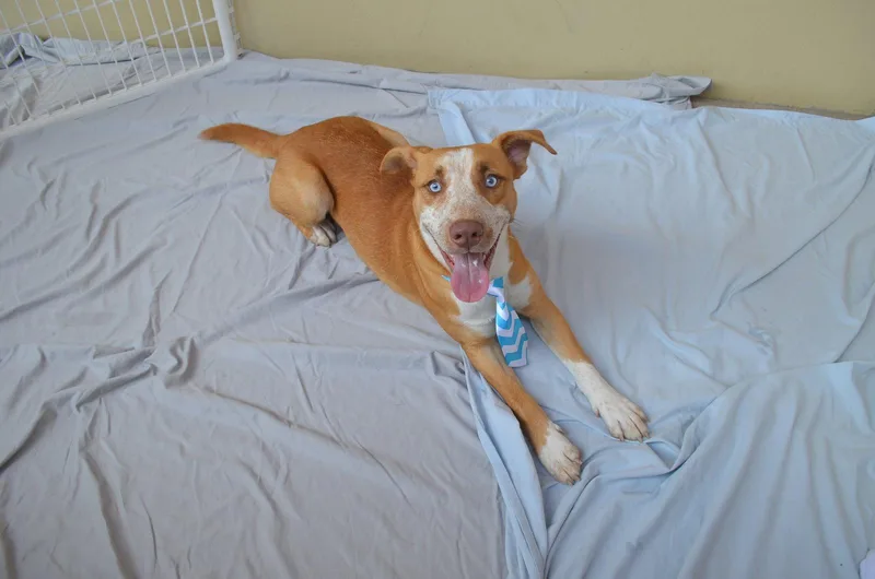 A baby large-sized male Shepherd dog named Barkingham for adoption in McKinney, TX