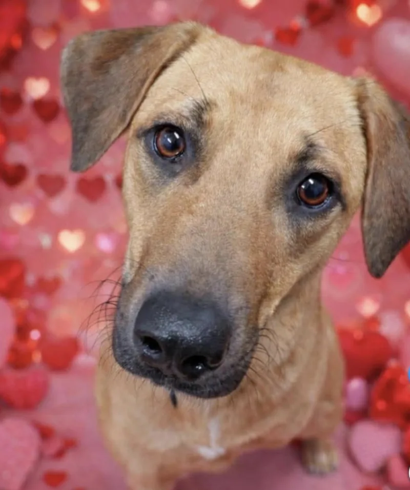An adult medium-sized female Hound dog named Hope for adoption in Livingston, TX