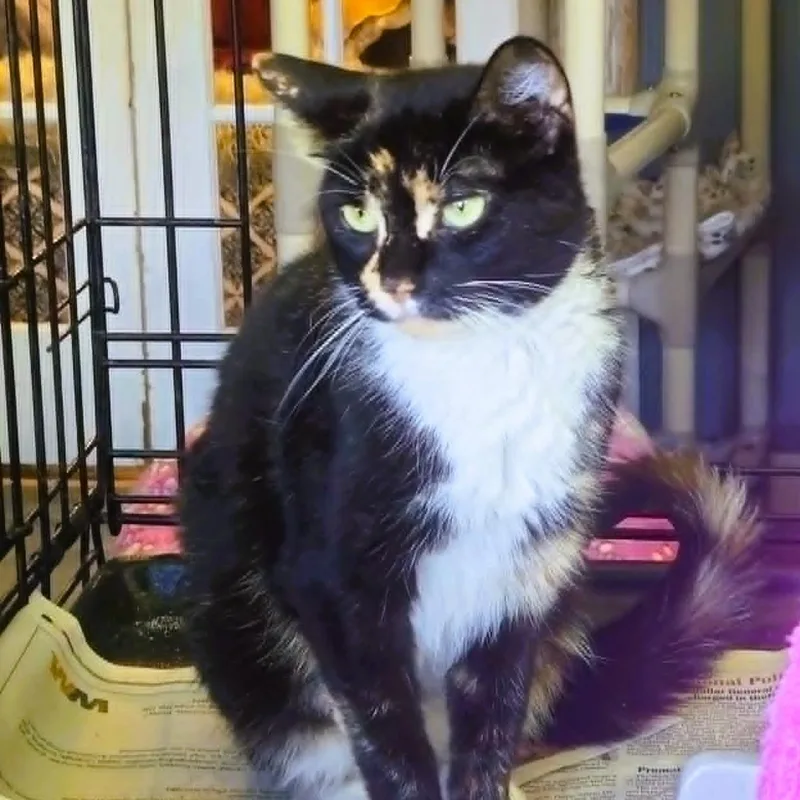 Esme  Calico Beauty