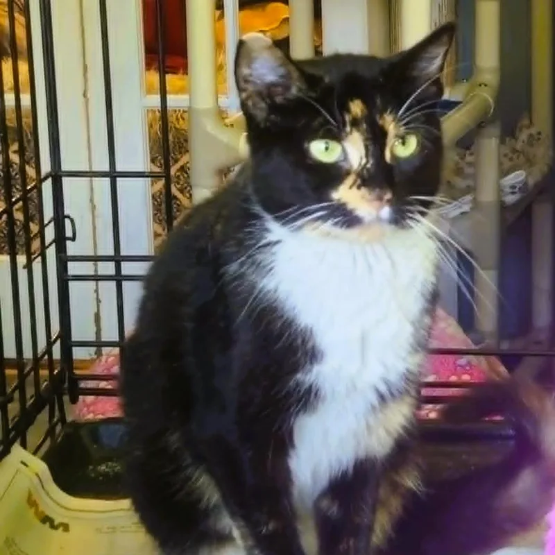 Esme  Calico Beauty thumbnail 2