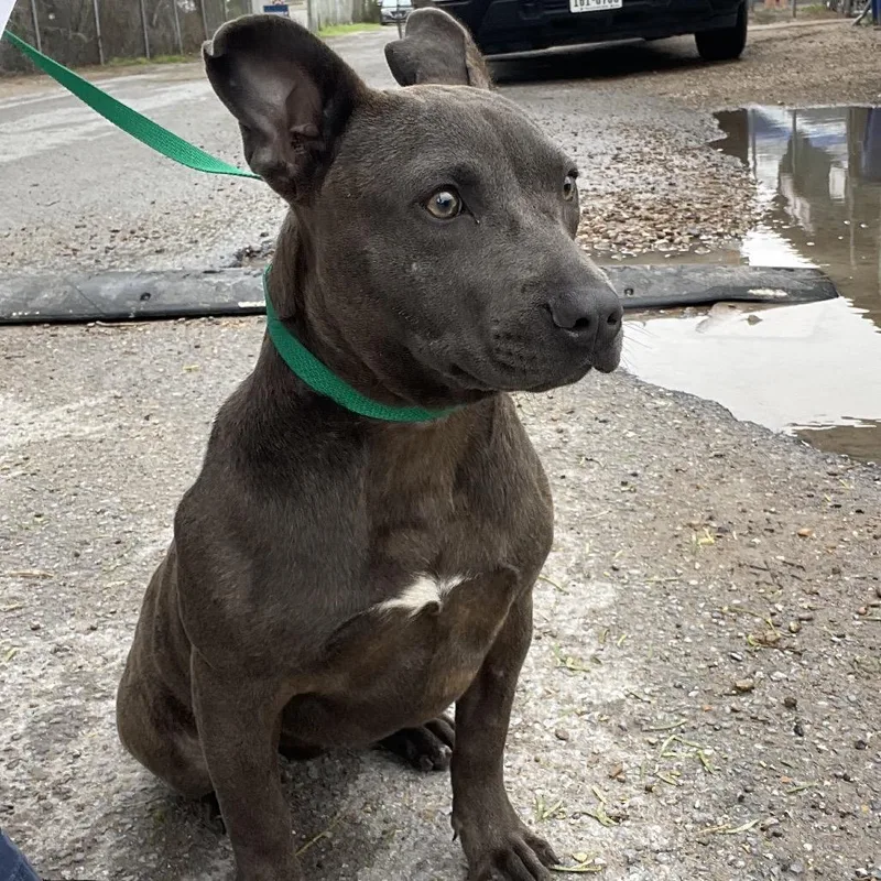 A young medium-sized female Gray / Blue / Silver American Staffordshire Terrier dog named Moonpie for adoption in Edinburg, TX