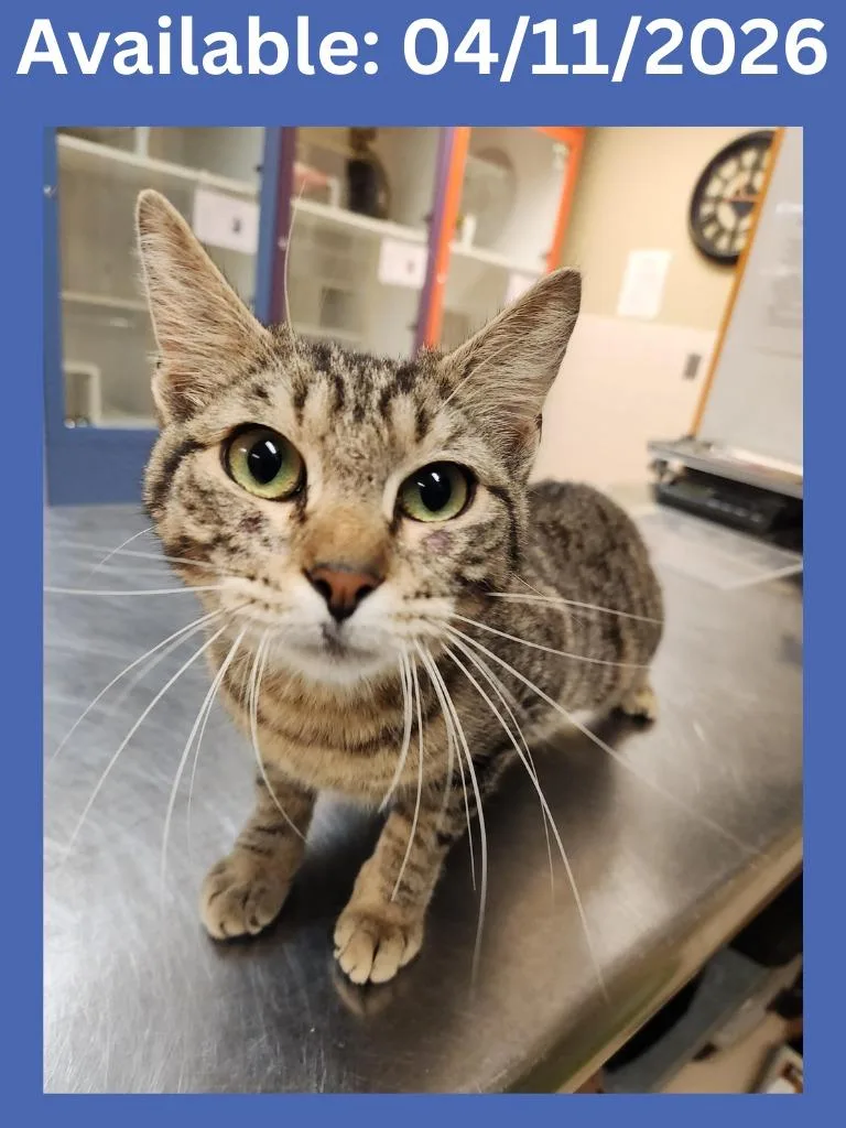 A young large-sized male Domestic Short Hair cat named Cat Condo  Pacman for adoption in Greenville, TX