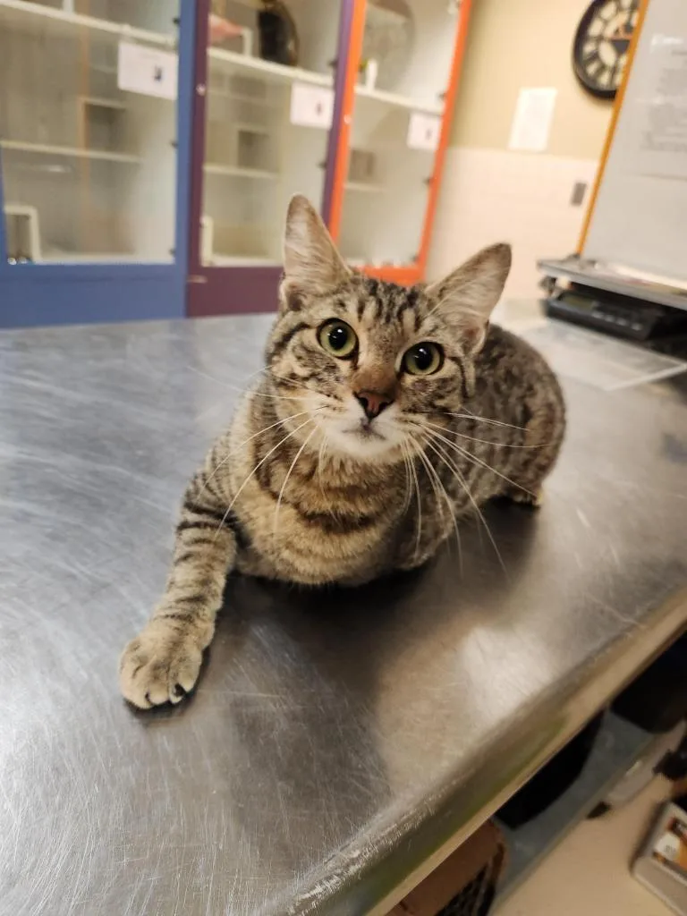 Cat Condo  Pacman thumbnail 2