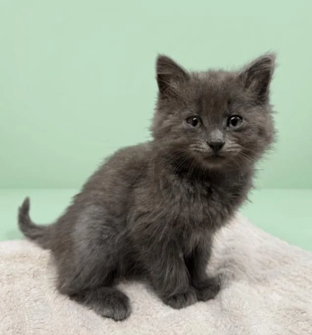 A young small-sized female Domestic Long Hair cat named Maine for adoption in Yankton, SD