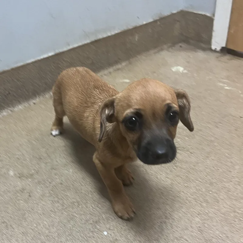 A baby small-sized male Brown / Chocolate Mixed Breed dog named Kazooie for adoption in Chattanooga, TN