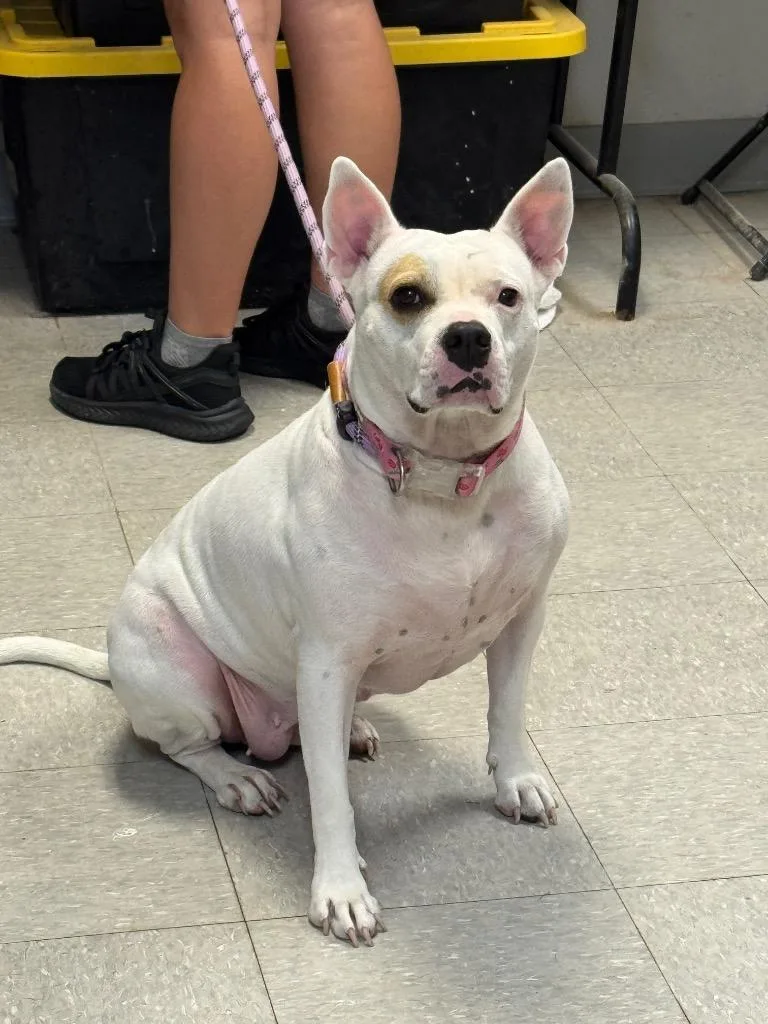 A senior medium-sized female Pit Bull Terrier dog named Athena for adoption in Sorrento, LA