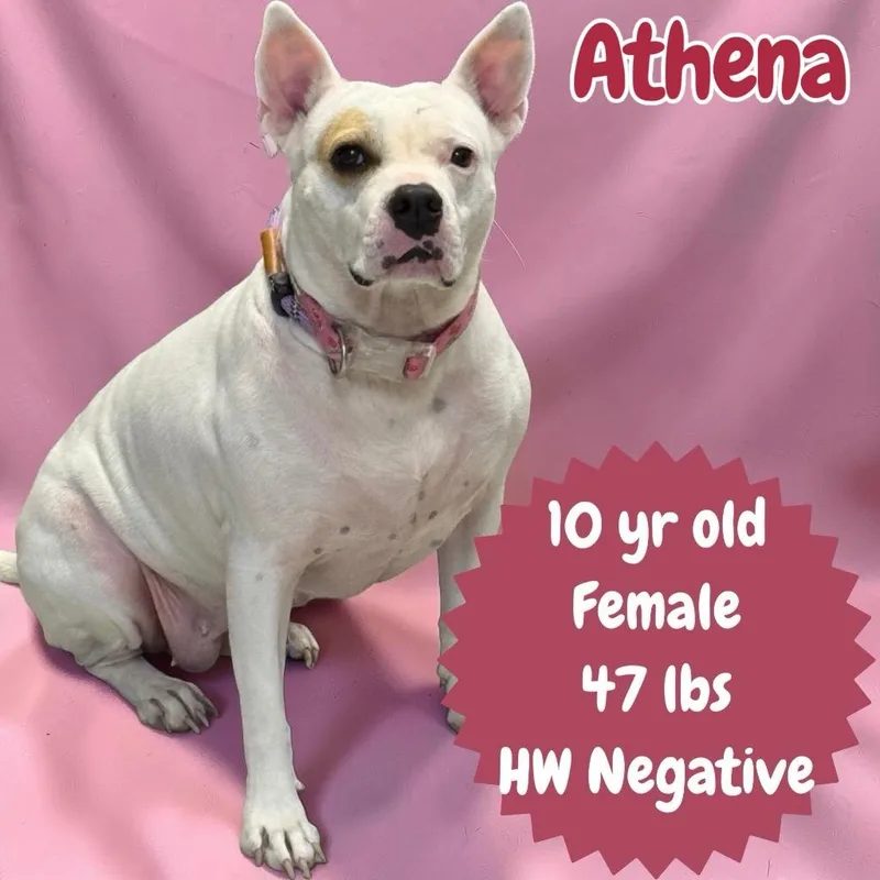 Athena thumbnail 4