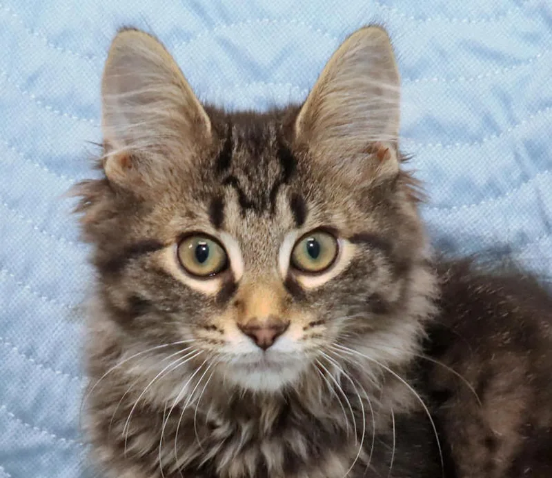 A baby medium-sized male Tabby (Brown / Chocolate) Tabby cat named Dante for adoption in Euclid, OH