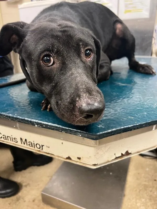 An adult medium-sized male Black Mixed Breed dog named Diablo for adoption in Mobile, AL
