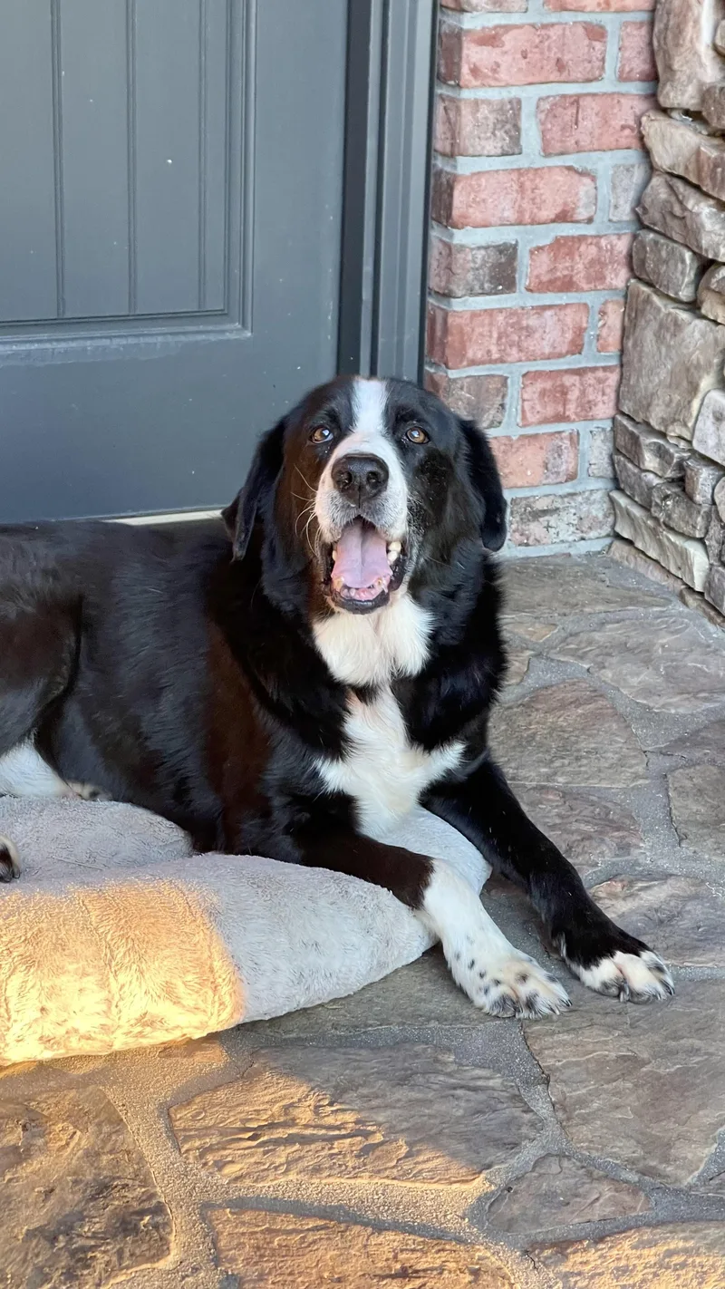 An adult medium-sized male Bernese Mountain Dog dog named Rocky for adoption in Hartwell, GA